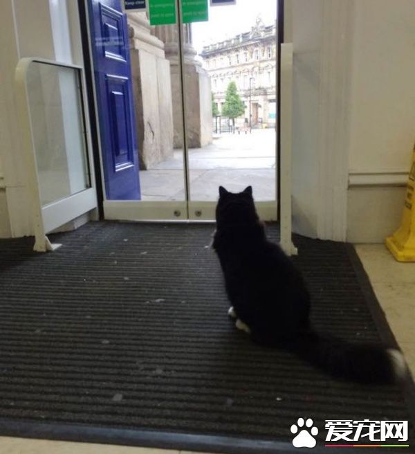 车站黑白猫超专业捕鼠官 幸勤工作五年升官啦