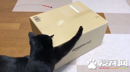 黑猫试图打开纸箱进去玩 意外被发现是左撇子!
