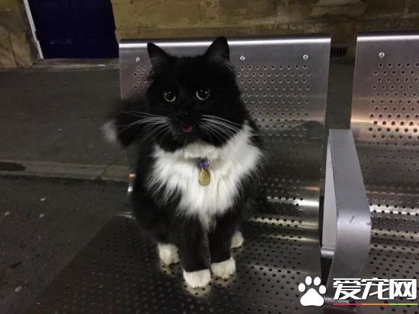 车站黑白猫超专业捕鼠官 幸勤工作五年升官啦