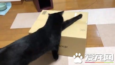 黑猫试图打开纸箱进去玩 意外被发现是左撇子!