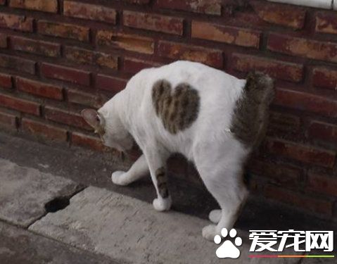 爱猫养的了一年多 才发现可爱的爱心图案