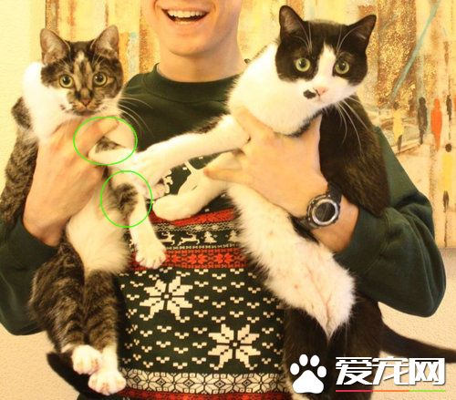 爱猫养的了一年多 才发现可爱的爱心图案
