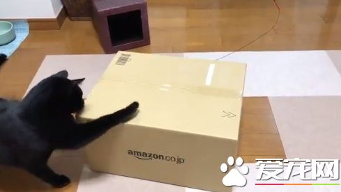 黑猫试图打开纸箱进去玩 意外被发现是左撇子!