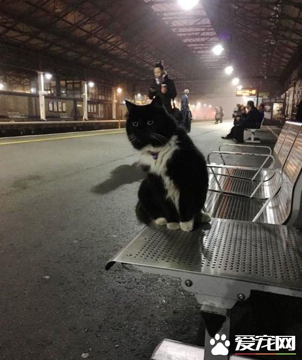 车站黑白猫超专业捕鼠官 幸勤工作五年升官啦