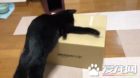 黑猫试图打开纸箱进去玩 意外被发现是左撇子!
