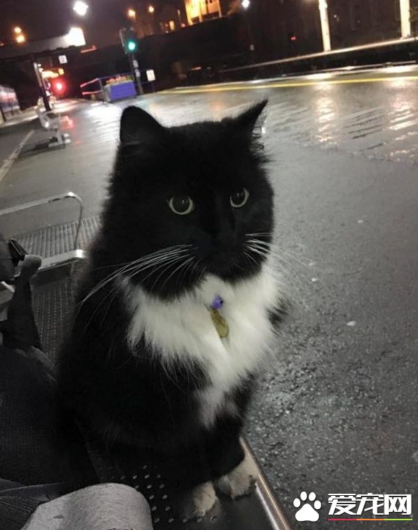 车站黑白猫超专业捕鼠官 幸勤工作五年升官啦