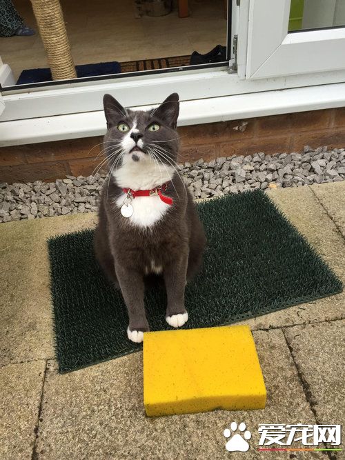 是嫌家里太脏还是碗没洗干净？ 怪癖猫送海绵礼物