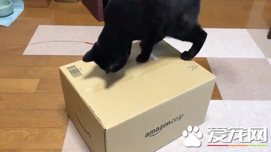 黑猫试图打开纸箱进去玩 意外被发现是左撇子!