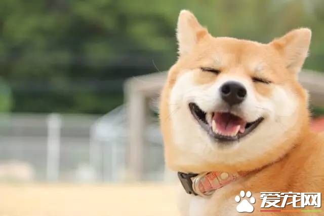 柴犬赖着不走 是什么原因容易让它赖着不走呢