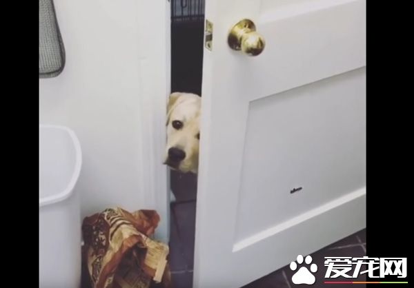 只要有它在就没有隐私 拉布拉多全面监视妈妈