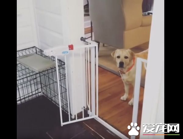 只要有它在就没有隐私 拉布拉多全面监视妈妈