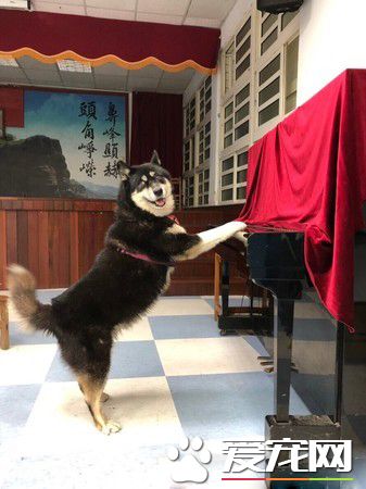 鼻头国小校犬遭撞死离世 师生泪:一路好走