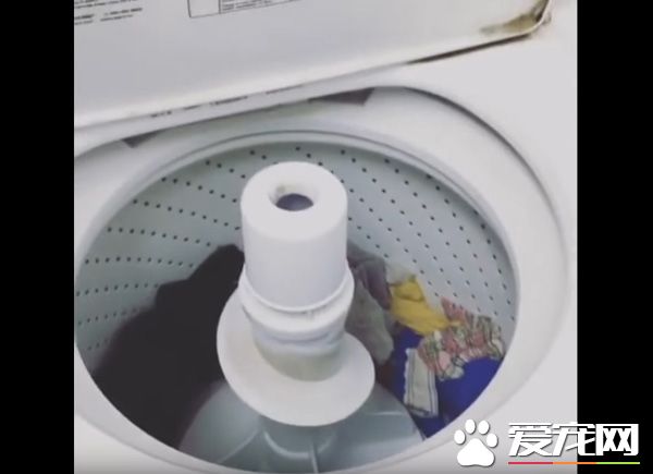 只要有它在就没有隐私 拉布拉多全面监视妈妈