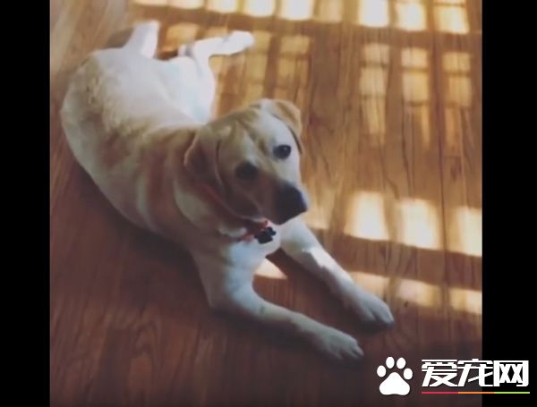 只要有它在就没有隐私 拉布拉多全面监视妈妈