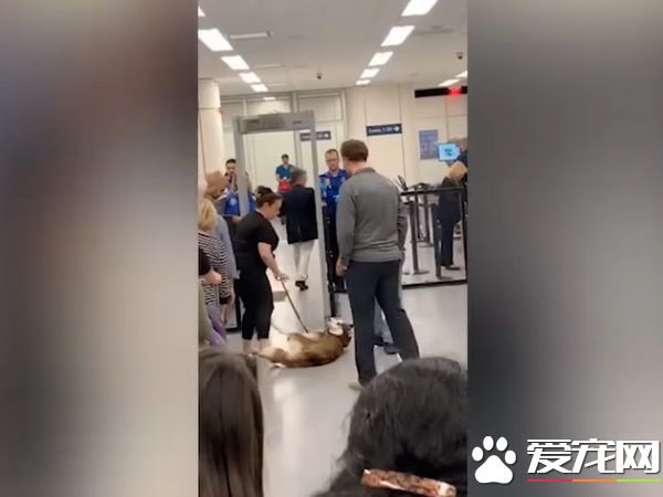 月月心情不美丽倒安检门前 害后方旅客塞大长龙