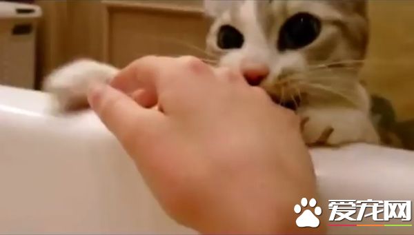 你在哪里干什么呀？ 猫奴泡澡时喵星人超紧张