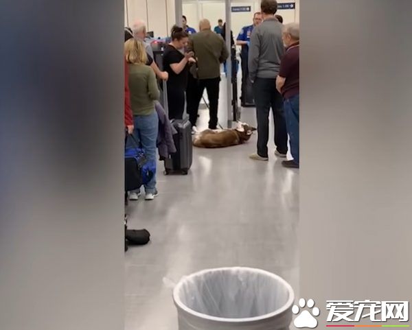 月月心情不美丽倒安检门前 害后方旅客塞大长龙