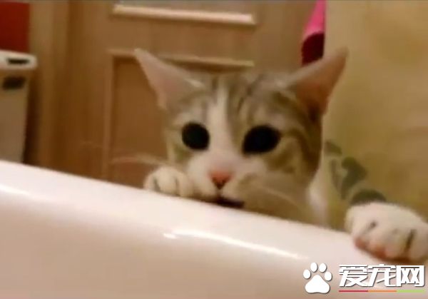 你在哪里干什么呀？ 猫奴泡澡时喵星人超紧张