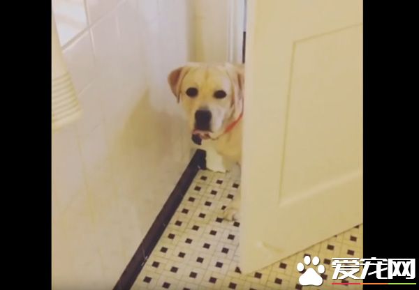 只要有它在就没有隐私 拉布拉多全面监视妈妈