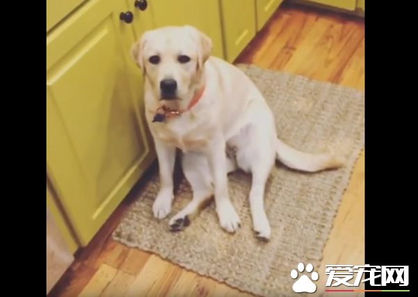 只要有它在就没有隐私 拉布拉多全面监视妈妈