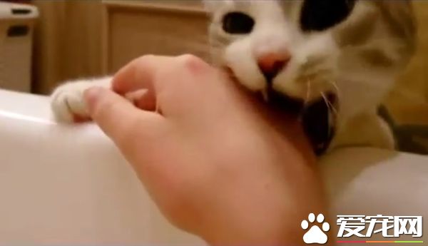 你在哪里干什么呀？ 猫奴泡澡时喵星人超紧张