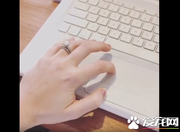 只要有它在就没有隐私 拉布拉多全面监视妈妈