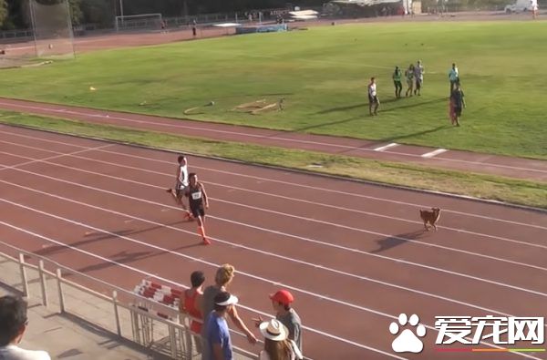 浪汪乱入田径比赛中 跟选手一起狂奔轻松获胜