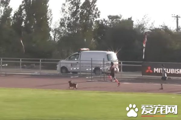 浪汪乱入田径比赛中 跟选手一起狂奔轻松获胜