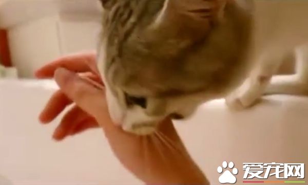 你在哪里干什么呀？ 猫奴泡澡时喵星人超紧张