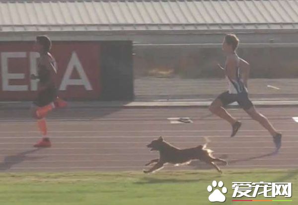 浪汪乱入田径比赛中 跟选手一起狂奔轻松获胜