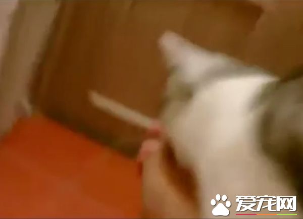 你在哪里干什么呀？ 猫奴泡澡时喵星人超紧张
