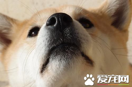 柴犬和土狗的区别 掌握着几点，一眼分辨柴犬