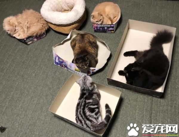 五猫无视舒适睡窝 对纸箱却情有独钟