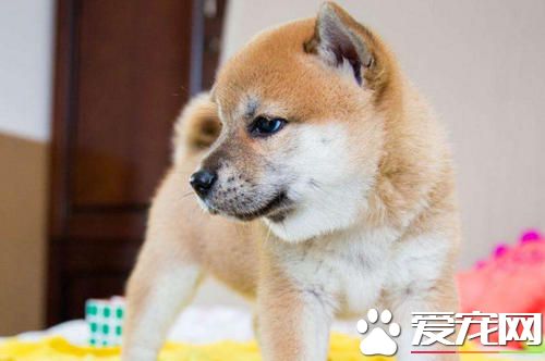 柴犬眼睛下面掉毛 有哪些原因引起柴犬掉毛