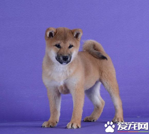 日本柴犬多少钱一只 颜色血统品相的差距价格是不同的