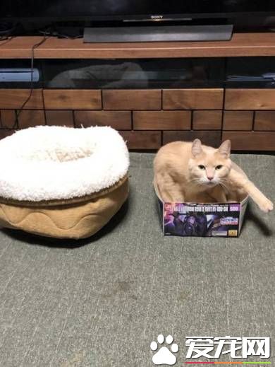 五猫无视舒适睡窝 对纸箱却情有独钟