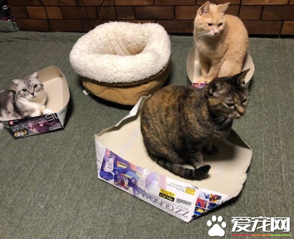五猫无视舒适睡窝 对纸箱却情有独钟