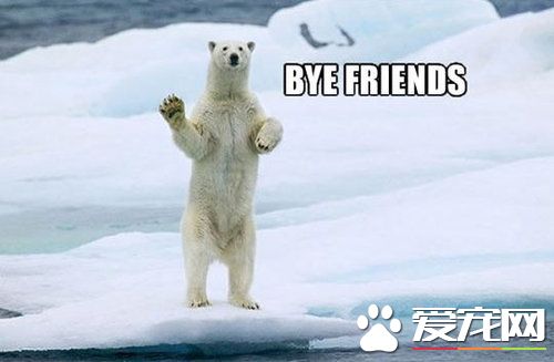 巧遇北极熊 帮忙推船的创意剧情超可爱