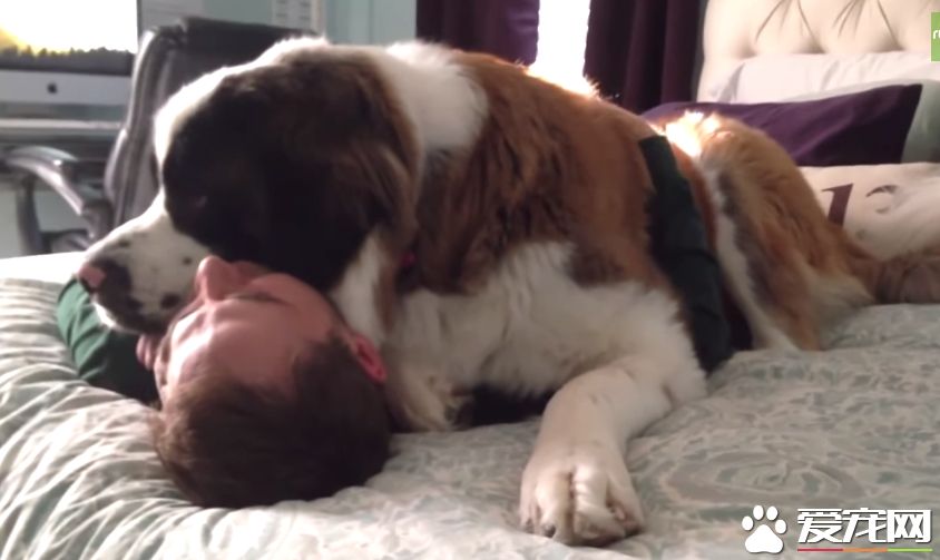 爱撒娇的圣伯纳汪 把拔任命接受甜蜜的负担