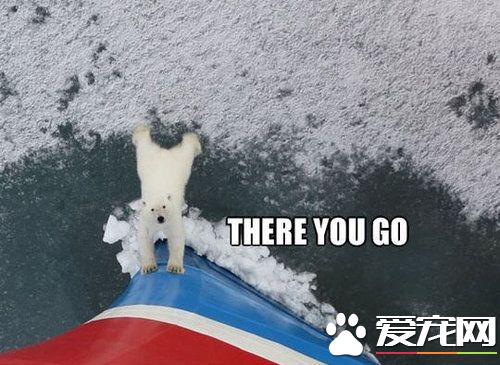 巧遇北极熊 帮忙推船的创意剧情超可爱