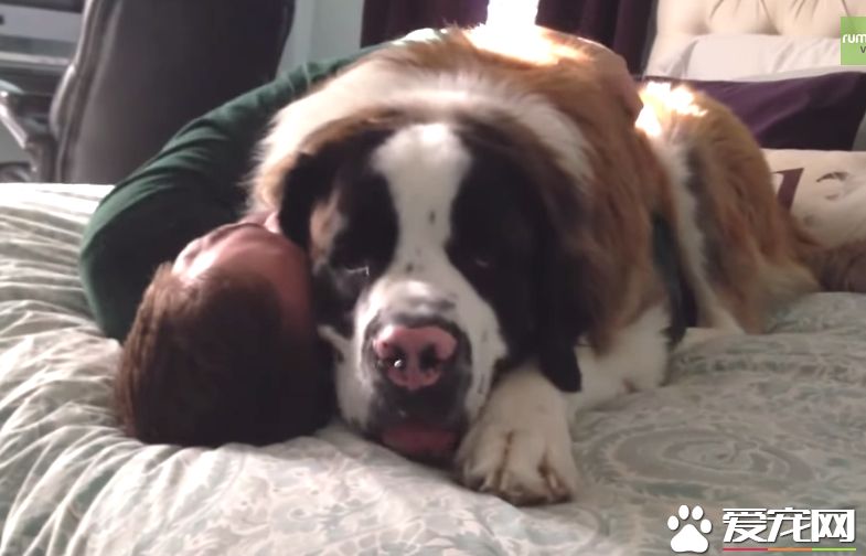 爱撒娇的圣伯纳汪 把拔任命接受甜蜜的负担