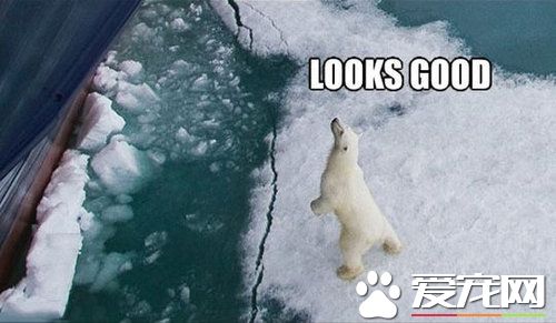 巧遇北极熊 帮忙推船的创意剧情超可爱
