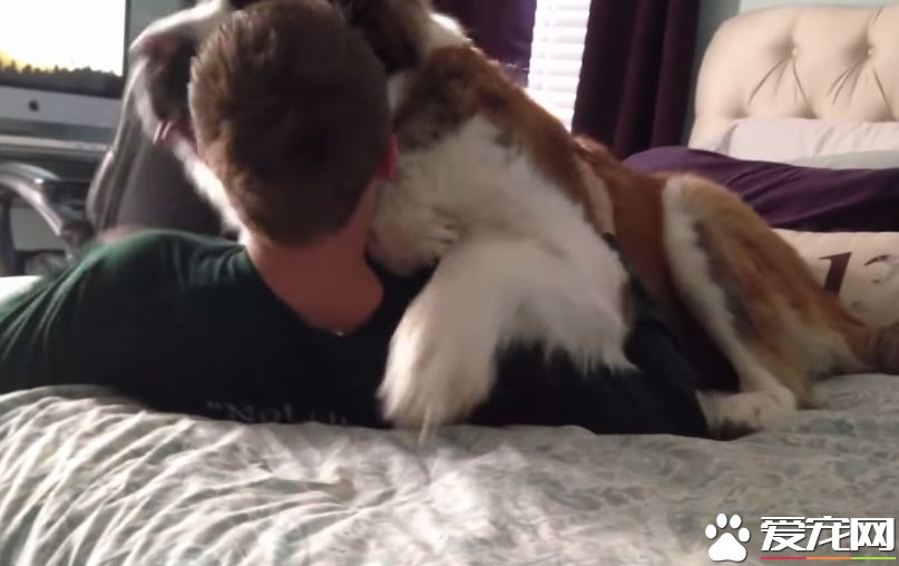 爱撒娇的圣伯纳汪 把拔任命接受甜蜜的负担