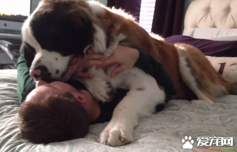 爱撒娇的圣伯纳汪 把拔任命接受甜蜜的负担