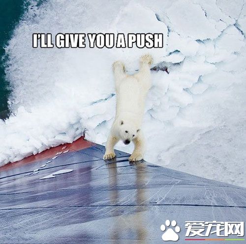 巧遇北极熊 帮忙推船的创意剧情超可爱