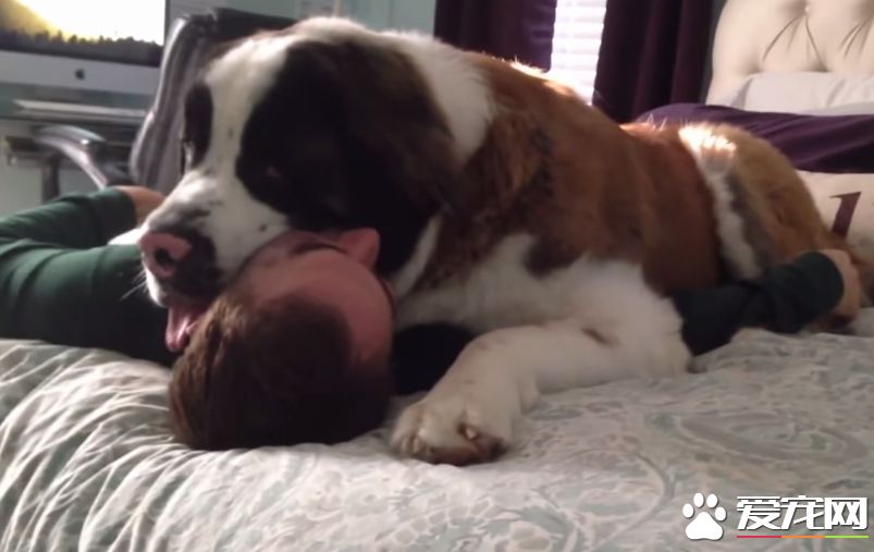 爱撒娇的圣伯纳汪 把拔任命接受甜蜜的负担