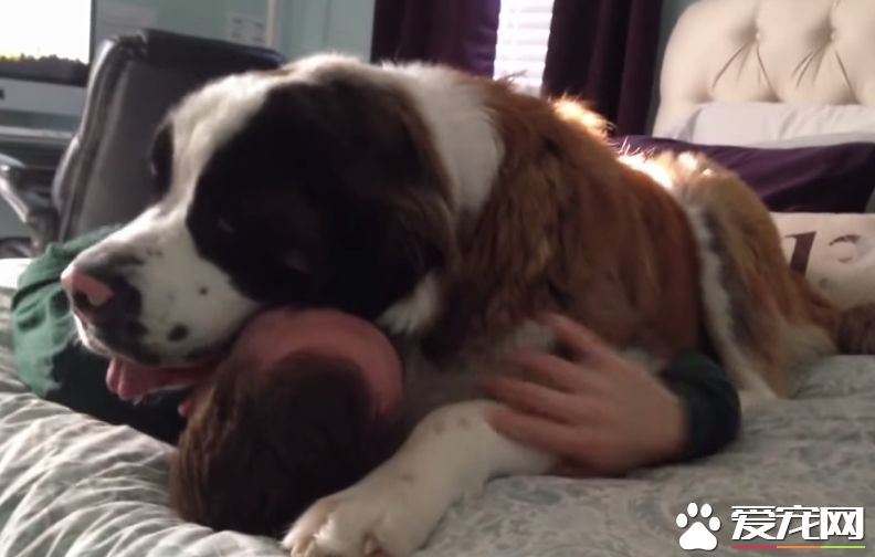 爱撒娇的圣伯纳汪 把拔任命接受甜蜜的负担