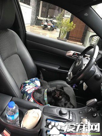 准备洗澡爱犬突然吼叫 浴室玻璃爆裂救主人一命