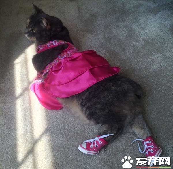 毕业舞会没有女伴 但有盛装打扮的喵伴超有面子