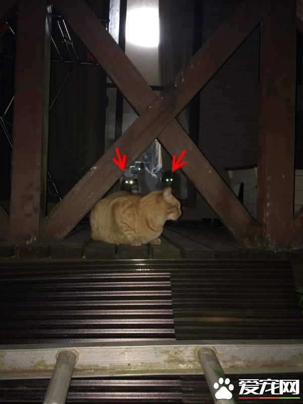 街猫橘橘爱上家猫 窗前互动郎有情妹有意